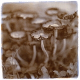 Mushrooms 2014